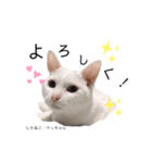 しろねこ姉妹part2（個別スタンプ：8）