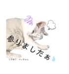 しろねこ姉妹part2（個別スタンプ：10）