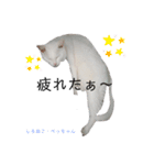 しろねこ姉妹part2（個別スタンプ：11）