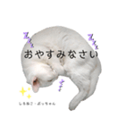 しろねこ姉妹part2（個別スタンプ：14）