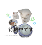 しろねこ姉妹part2（個別スタンプ：15）