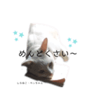 しろねこ姉妹part2（個別スタンプ：16）