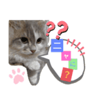 猫のミヌエット（個別スタンプ：1）