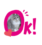 猫のミヌエット（個別スタンプ：2）