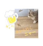 猫のミヌエット（個別スタンプ：3）
