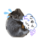 猫のミヌエット（個別スタンプ：4）