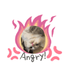 猫のミヌエット（個別スタンプ：6）