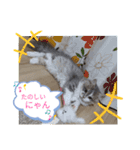 猫のミヌエット（個別スタンプ：7）
