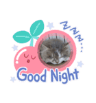 猫のミヌエット（個別スタンプ：8）