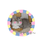 猫のミヌエット（個別スタンプ：9）