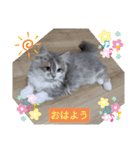 猫のミヌエット（個別スタンプ：10）