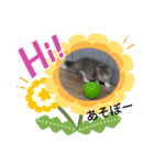 猫のミヌエット（個別スタンプ：12）
