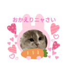 猫のミヌエット（個別スタンプ：13）