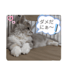 猫のミヌエット（個別スタンプ：14）