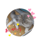 猫のミヌエット（個別スタンプ：15）