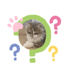 猫のミヌエット（個別スタンプ：16）