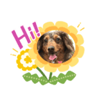 みーさま、くーさま（個別スタンプ：1）