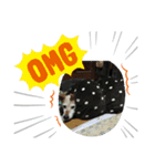 みーさま、くーさま（個別スタンプ：6）