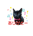 黒猫みるくが今日も元気にお手伝い（個別スタンプ：1）
