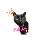 黒猫みるくが今日も元気にお手伝い（個別スタンプ：5）