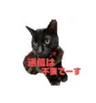 黒猫みるくが今日も元気にお手伝い（個別スタンプ：21）