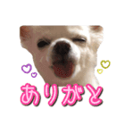 ツンデレチワワ「ちろるちゃん」のスタンプ（個別スタンプ：8）