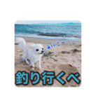 ツンデレチワワ「ちろるちゃん」のスタンプ（個別スタンプ：20）