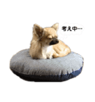 チワワのむぎたん2（個別スタンプ：2）