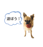 チワワのむぎたん2（個別スタンプ：6）