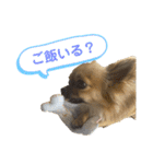チワワのむぎたん2（個別スタンプ：10）