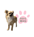 チワワのむぎたん2（個別スタンプ：11）