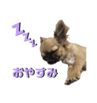 チワワのむぎたん2（個別スタンプ：12）