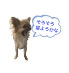 チワワのむぎたん2（個別スタンプ：13）