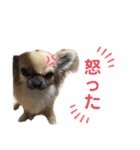 チワワのむぎたん2（個別スタンプ：17）