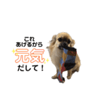 チワワのむぎたん2（個別スタンプ：18）