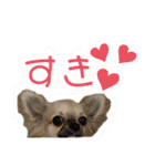 チワワのむぎたん2（個別スタンプ：23）