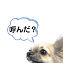 チワワのむぎたん2（個別スタンプ：28）
