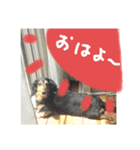 関西弁ミニチュアダックスのそらちゃん（個別スタンプ：2）