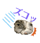 ハムスターあんこ vol.1（個別スタンプ：3）