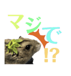 ハムスターあんこ vol.1（個別スタンプ：5）