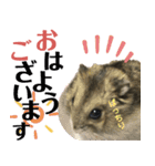 ハムスターあんこ vol.1（個別スタンプ：8）