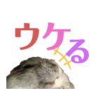 ハムスターあんこ vol.1（個別スタンプ：10）