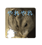 ハムスターあんこ vol.1（個別スタンプ：21）
