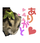 ハムスターあんこ vol.1（個別スタンプ：22）