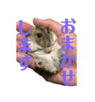 ハムスターあんこ vol.1（個別スタンプ：34）