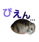 ハムスターあんこ vol.1（個別スタンプ：40）