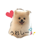 ポメラニアンAndyのLIFESTAMPS1（個別スタンプ：1）