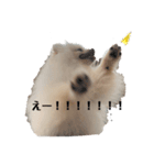 ポメラニアンAndyのLIFESTAMPS1（個別スタンプ：7）