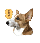コーギーたびちゃん2（個別スタンプ：1）