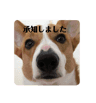 コーギーたびちゃん2（個別スタンプ：5）